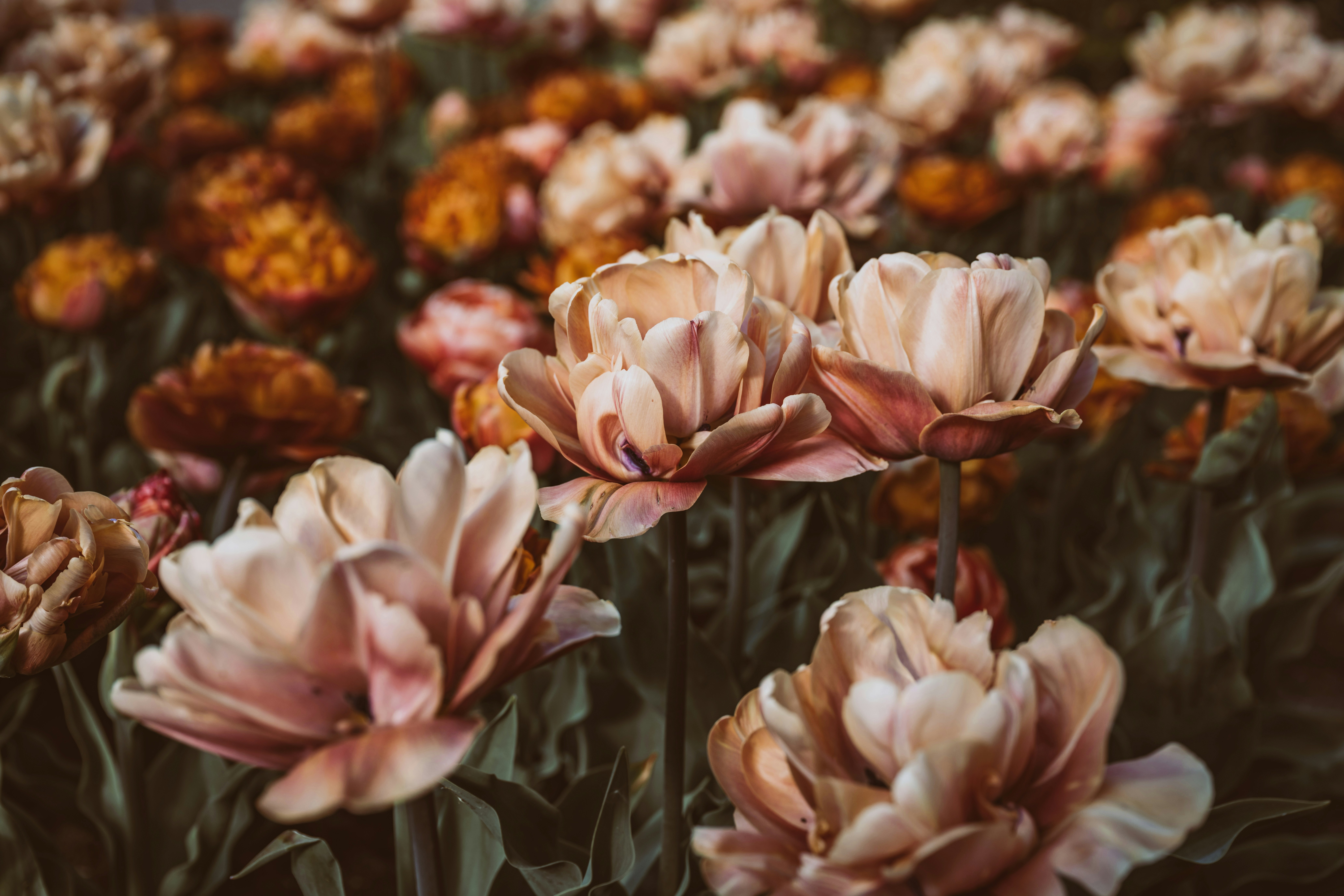 Photo by Anita Austvika on Unsplash